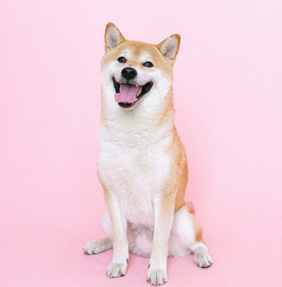 ピンク色の背景と柴犬