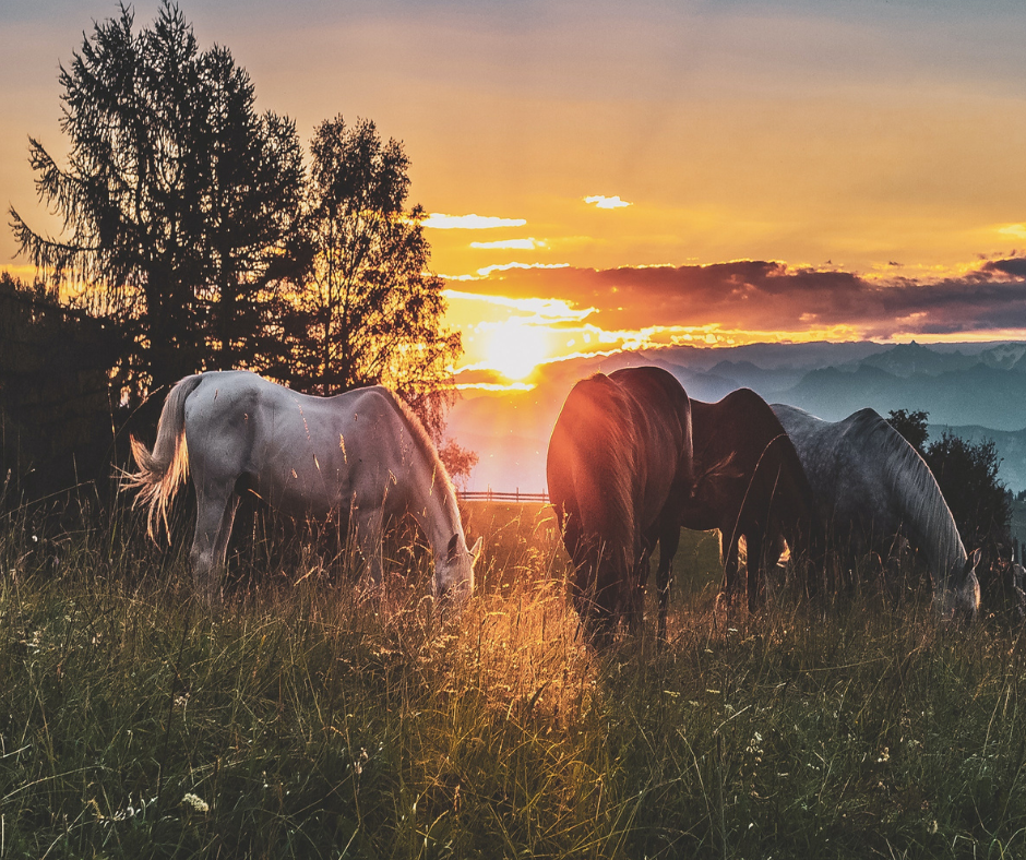 夕日をと数頭の馬
